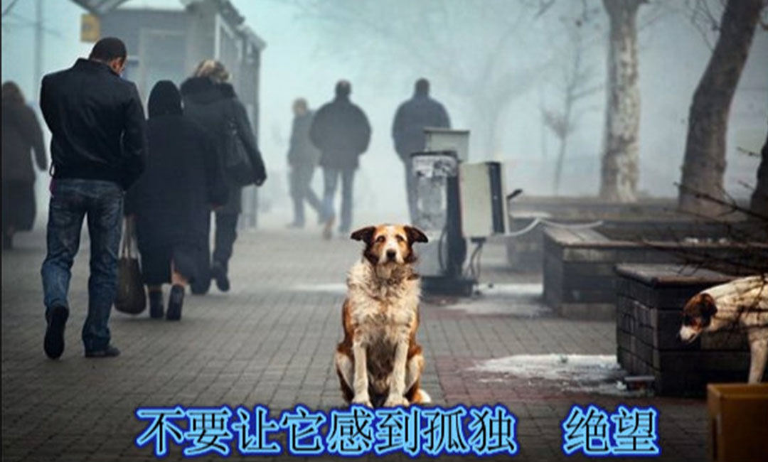 静安爱影圈微博微信转发案例